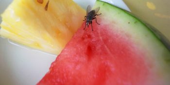 Yemeğinize Sinek Düştüğünde Yemeyi Bırakmanız İçin 4 Kritik Sebep