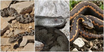 Türkiye’de Görülen Zehirli Yılan Türleri Nelerdir? Nerelerde Yaşarlar?
