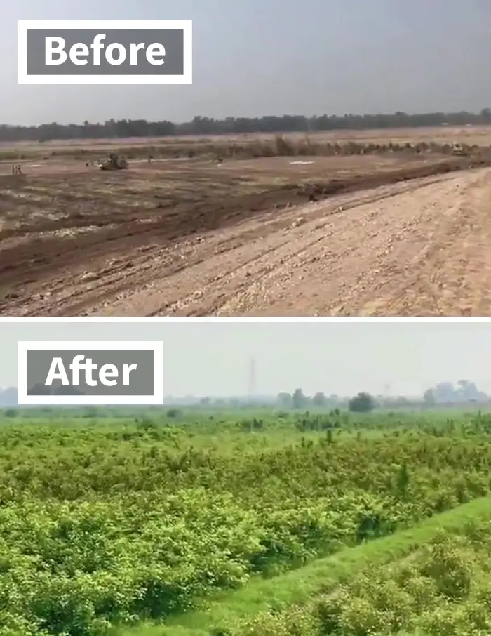 10 Billion Tree Tsunami