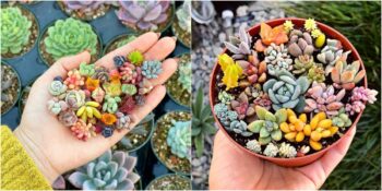 Daha Sevimlisi Yok ? 6 Maddeyle Ruhunuza ve Bedeninize İyi Gelen Bebek Sukulentlerin Faydaları