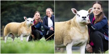 Double Diamond: İskoçya’da Açık Artırmayla Satılan Dünyanın En Pahalı Kuzusu