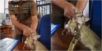 Mahkumlara Uyuşturucu Kuryeliği Yaptığı İçin Yakalanıp Gözaltına Alınan Kedi