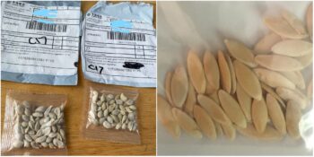 Biyoterör Saldırı Şüphesiyle “Ekmeyin” Uyarısı Yapılıyor: Çin’den Dünyanın Farklı Bölgelerine Gönderilen Gizemli Tohumlar