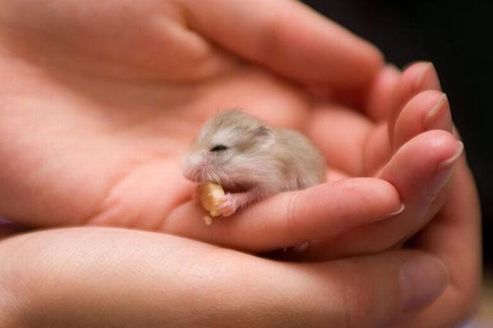 En küçük hamster