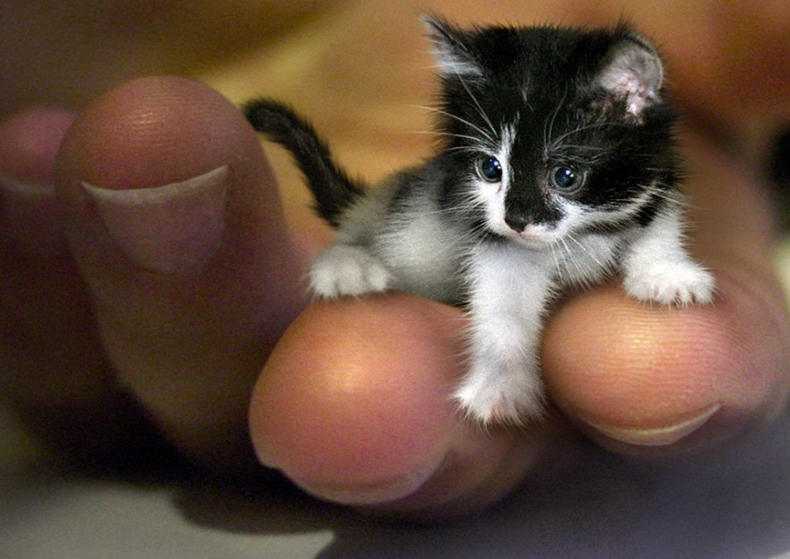 En küçük kedi