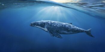 Dünyanın En Büyük Hayvanı: Denizlerin Görkemli Canlısı Mavi Balina Hakkında Bilmeniz Gerekenler