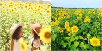 İnsanları Mutlu Etmek İçin 2 Milyondan Fazla Ay Çiçeği Yetiştiren Çiftçi