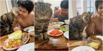 Sahibinin Eşini Yavaş Yavaş Çalan Kedinin Birbirinden Tatlı ve Bir O Kadar Da Sinsi 19 Fotoğrafı
