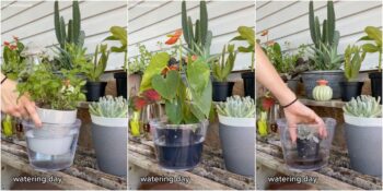 Bitkilerimizi Yanlış Suladığımızı Gösteren Viral TikTok Videosu