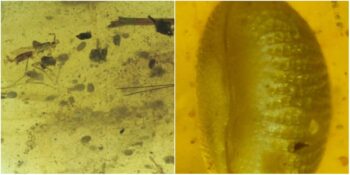 Bilim İnsanları Tarafından Keşfedilen 100 Milyon Yıllık Dev Sperm
