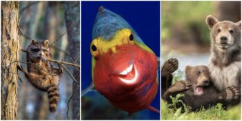 Büyüleyici Olduğu Kadar Eğlenceli: En Komik Vahşi Yaşam Fotoğrafı Yarışması ve Finalistleri