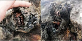 Bulunan En Çarpıcı Örnek: 39 Bin Yaşında Olduğu Sanılan Nesli Tükenmiş Bir Canlı Bulundu