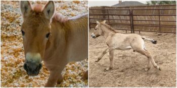 Dünyanın Klonlanan İlk Atı: Nesli Tükenmekte Olan Prezewalski Atı