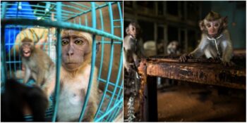 Katliam! Evde Bakılmak İstenen Maymunların Yaşadıkları İşkence Dolu Süreç