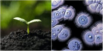 Sebebi Minik Afacanlar: Yağmur Sonrası Toprak Kokusu Neden Olur?  Bu Kadar Güzel Kokan Şey Ne?