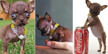 Dünyanın en küçük köpeği