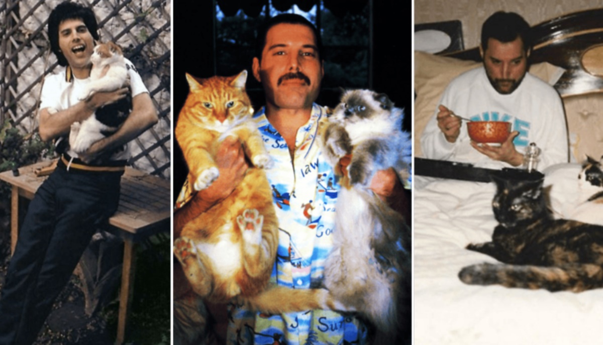 Freddie Mercury ve kedileri