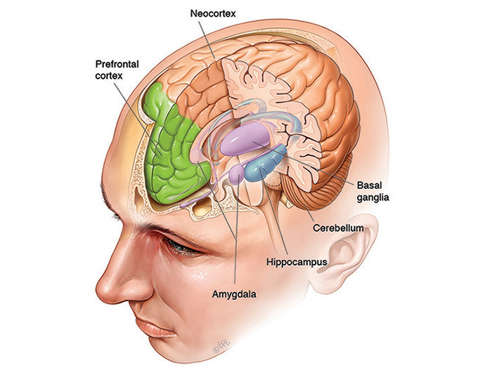 amigdala