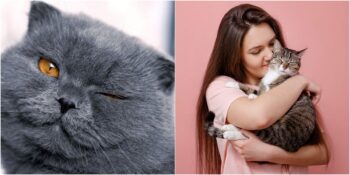 Kedilerin Bizlerle Göz Kırparak İletişim Kurduğunu Gösteren Sıra Dışı Araştırma