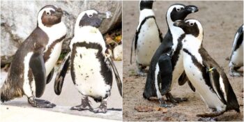 Bebek Sahibi Olmak İçin Diğer Penguenlerin Yumurtasını Çalan Gay Penguenler