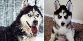 husky köpek özellikleri sibirya kurdu