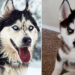 husky köpek özellikleri sibirya kurdu