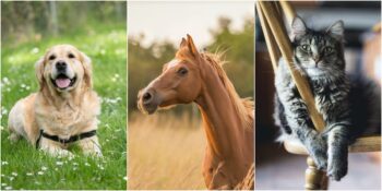 Yapılan Bir DNA Araştırmasına Göre İlk Evcilleştirilen Hayvan Hangisi?