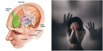 Korkunun Bekçisi: Amigdala Nedir? Amigdalanın Görevi Nedir?