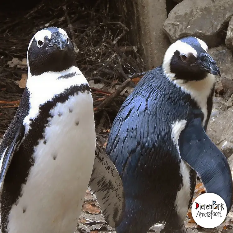 gay penguenler