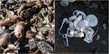 Rusya’da Ekolojik Felaket: Deniz Yaşamının Yüzde 95’i Bilinmeyen Bir Nedenle Yok Oldu