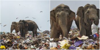 Hayatları Tehlikede! Aç Kalan Sri Lanka Filleri Çöpleri Yiyor