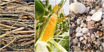 Deniz Kabuklarından Tahta Çubuklara: Tuvalet Kağıdı Bulunmadan Önce İnsanlar Neler Kullanıyorlardı?