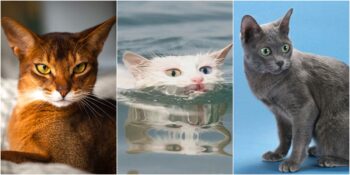 Zekasıyla Kendisine Hayran Bırakan Dünyanın En Akıllı 11 Kedi Türü