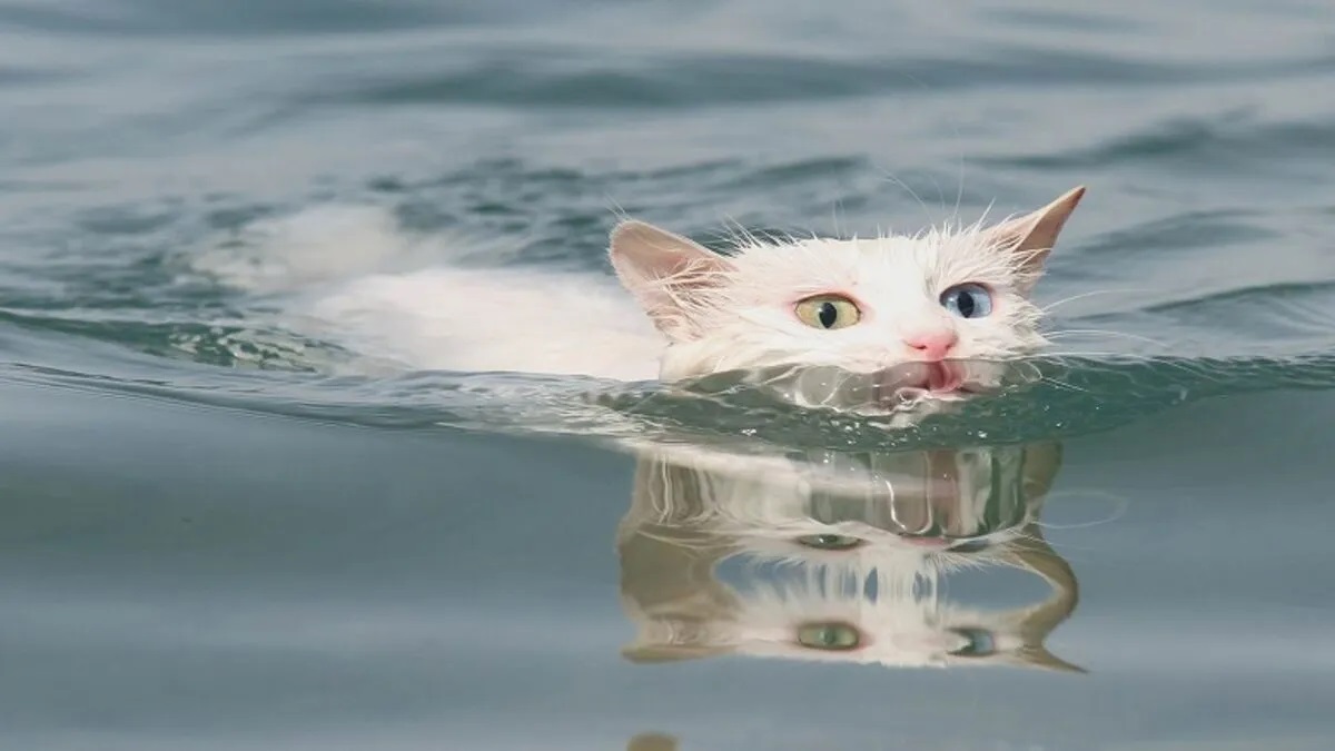 akıllı kedi türleri van kedisi
