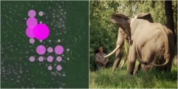 “Avcılık Sporu” Adı Altında İşlenen Cinayetleri Engelleyecek Teknoloji Geliştirildi