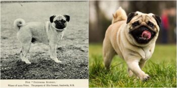 Sevimli Köpek Irklarının 100 Yıl İçerisindeki Değişimini Gösteren 18 Fotoğraf