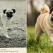 Sevimli Köpek Irklarının 100 Yıl İçerisindeki Değişimini Gösteren 18 Fotoğraf