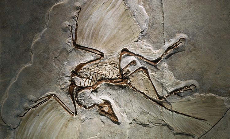 archaeopteryx kuş dinozor kayıp hazineler listelist