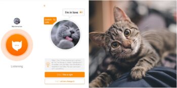 Artık Kedileri Anlamak Mümkün! Kedilerin Miyavlamasını İnsan Diline Çeviren Uygulama Geliştirildi