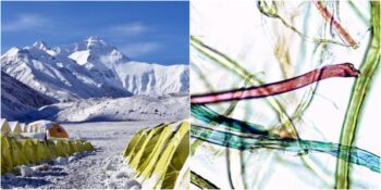 Plastik Kirliliği Everest’e Ulaştı: Dağın Zirvesine Yakın Yerlerde Mikroplastikler Bulundu