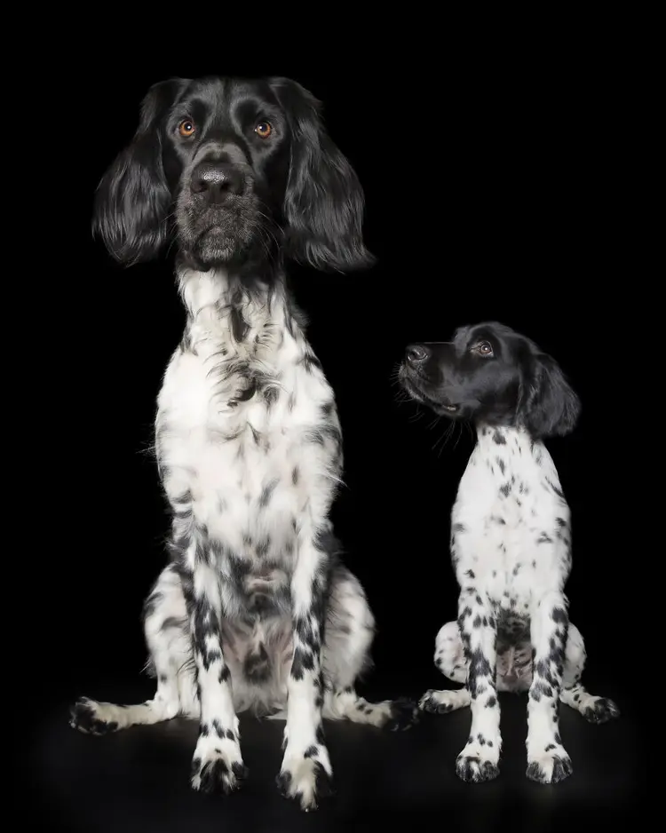 köpeklerin