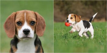 Oyun Delisi Beagle Irkı Hakkında 13 Maddede Bilmeniz Gereken Her Şey