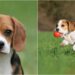 Oyun Delisi Beagle Irkı Hakkında 13 Maddede Bilmeniz Gereken Her Şey