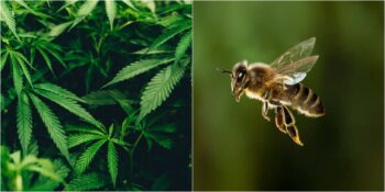 Yapılan Bir Araştırmaya Göre Kenevir Bitkisi Arıların Azalan Popülasyonlarını Canlandırmaya Yardımcı Oluyor