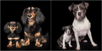 Köpekleri Hem Bebek Hem De Yetişkinken Fotoğraflayan Alexandra Cearns’dan 12 Sevimli Çalışma
