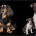Köpekleri Hem Bebek Hem De Yetişkinken Fotoğraflayan Alexandra Cearns’dan 12 Sevimli Çalışma