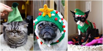 Yılbaşını Sevmeyen Evcil Hayvanların Birbirinden Komik 22 Fotoğrafı