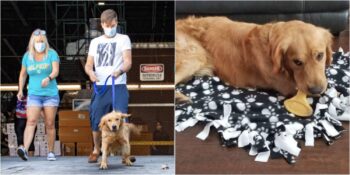 Çin’de Köpek Eti Ticareti Amacıyla Kullanılmak Üzere Tutulan 20 Golden Retriever Kurtarıldı