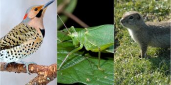 Bobolink, Çıvgın, Dikdik: Adını Çıkardığı Sesten Alan 19 Hayvan