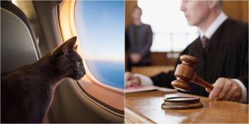 Hava Kargoda Kaybolan Kedi İçin Açılan Dava 6 Sene Sonra Sonuçlandı